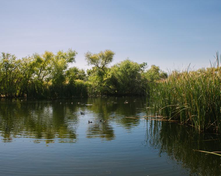 Photo of Sweetwater Wetlands Pond